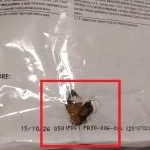 غذای خشک گربه مدل ایندور بالای 7 سال 1.5 کیلوگرم (مخدوش) - Image 2