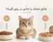غذای خشک یا غذای تر برای گربه؟ مقایسه مزایا، معایب