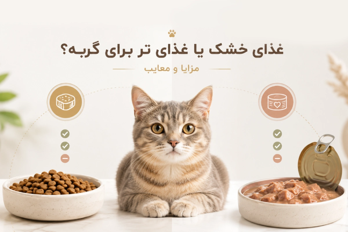 غذای خشک یا غذای تر برای گربه؟ مقایسه مزایا، معایب
