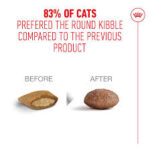 غذای خشک گربه رویال کنین ایجینگ11+ ROYAL CANIN AGEING 2KG - Image 3