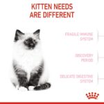 غذای خشک بچه گربه رویال کنین کیتن ROYAL CANIN KITTEN 4KG - Image 4