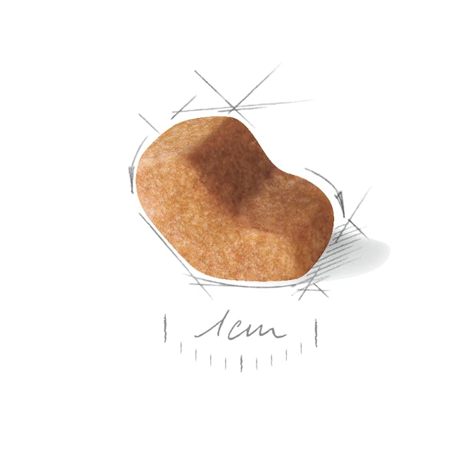 دانه شیتزو ادالت 1