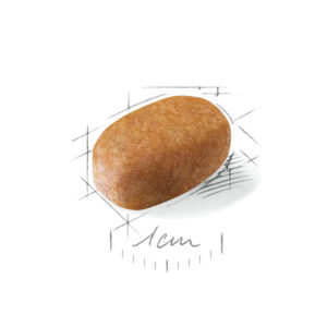 دانه مالتیز 1.jpgرر 1
