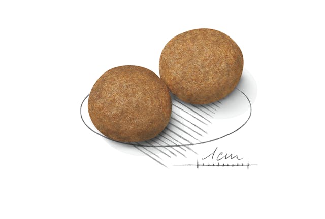 دانه مدیوم ادالت 1