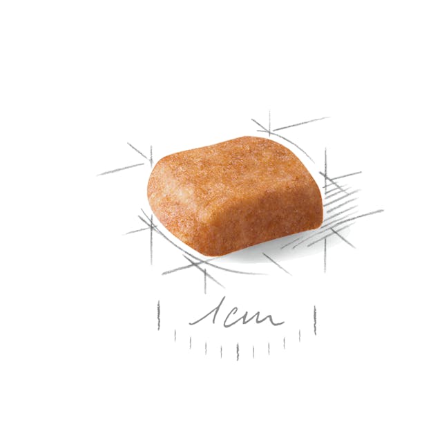 دانه پودل پاپی