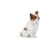 غذای خشک توله سگ رویال کنین ایکس اسمال پاپی ROYAL CANIN X SMALL PUPPY 3KG - Image 3