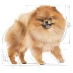 غذای خشک سگ رویال کنین مدل پامرانین ROYAL CANIN POMERANIAN ADULT 3 KG - Image 3