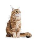 غذای خشک گربه رویال کنین داجستیو کر ROYAL CANIN DIGESTIVE CARE 10KG - Image 3