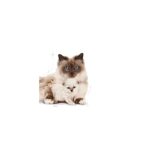 غذای خشک بچه گربه رویال کنین مادراندبیبی ROYAL CANIN MOTHER AND BABY 4KG - Image 3