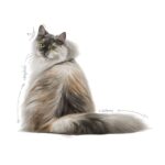 غذای خشک گربه رویال کنین هیرانداسکین ROYAL CANIN HAIR AND SKIN 4KG - Image 3