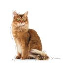 غذای خشک گربه رویال کنین لایت ویت ROYAL CANIN LIGHT WEIGHT CARE 1/5KG - Image 3