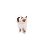 غذای خشک بچه گربه رویال کنین کیتن ROYAL CANIN KITTEN 4KG - Image 3